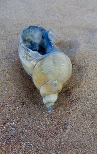 Close-up of animal shell