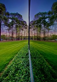 Trees on field against sky