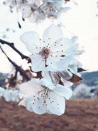 Close-up of white cherry blossoms