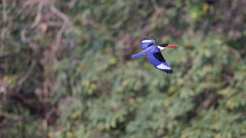 flying