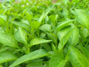 Close-up of fresh green leaves