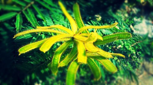 Close-up of fresh green plant