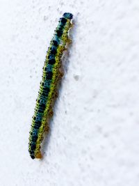 Close-up of caterpillar on ice