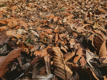 High angle view of autumn leaves on tree