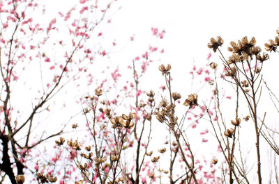 Low angle view of pink flowers blooming on tree