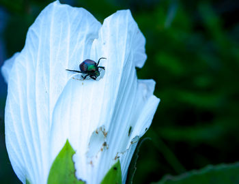 Close-up of insect on white flower