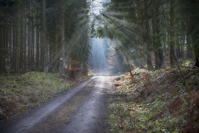 Road amidst trees in forest