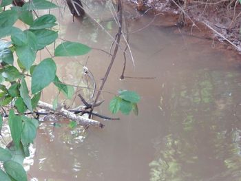 High angle view of plants by lake