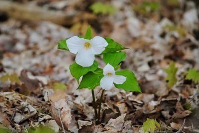 Close-up of small plant growing on field