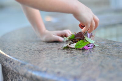 Close-up of hand holding leaves