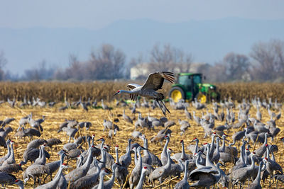 Close-up of bird flying over field