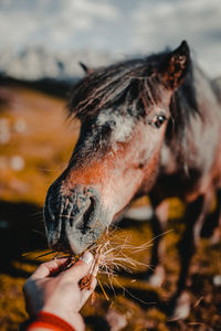 Close-up of hand feeding