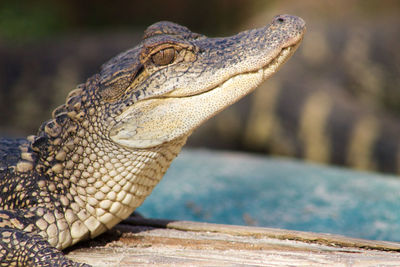 Close-up of crocodile in zoo