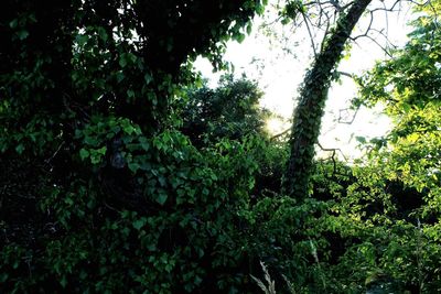 Low angle view of trees in forest