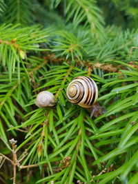 Close-up of snail on grass