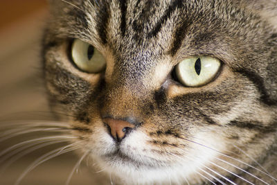 Close-up portrait of cat