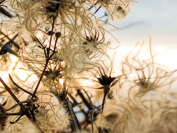 Low angle view of plants against sky