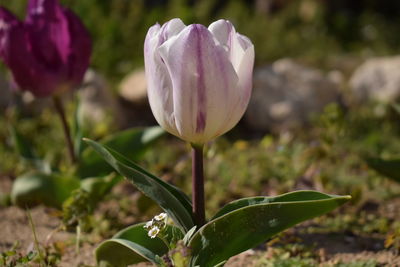 Close-up of crocus blooming outdoors