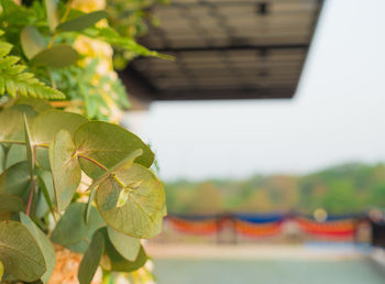 Close-up of green leaves against blurred background