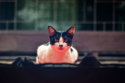 Portrait of cat by window