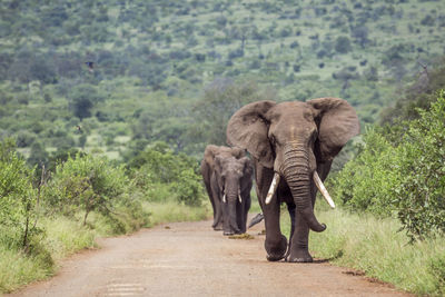 View of elephant walking on road