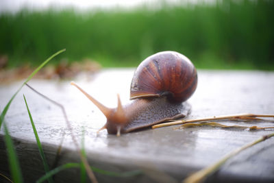 Close up of a snail on a rock at the edge of a rice field