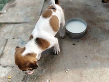 High angle view of a dog