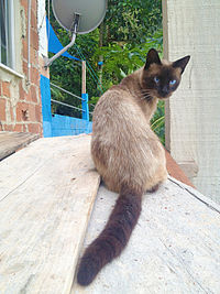 Portrait of cat sitting outdoors