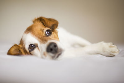 Portrait of dog relaxing on bed at home