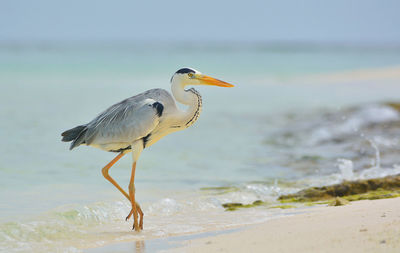 High angle view of gray heron on beach