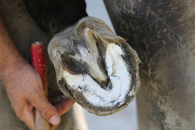 Close-up of hand holding fish