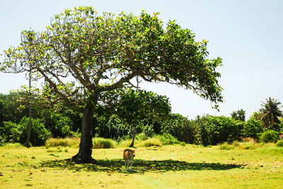 View of a tree on field