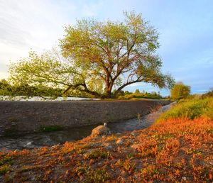 Scenic view of trees against sky