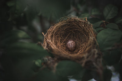 Small bird eggs in the green tree