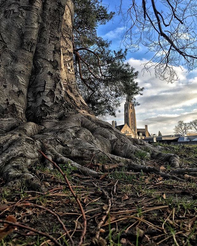 sky, tree, architecture, built structure, cloud - sky, building exterior, bare tree, old, cloud, nature, day, branch, low angle view, abandoned, tranquility, no people, history, growth, outdoors, cloudy