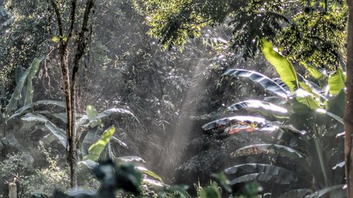 Panoramic view of waterfall in forest