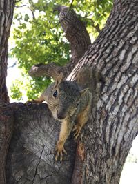 Close-up of squirrel on tree trunk