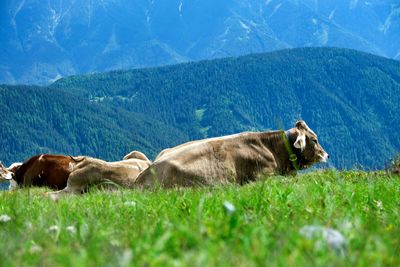 Sheep in a field