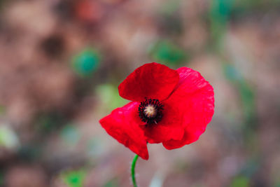 Close-up of red rose flower