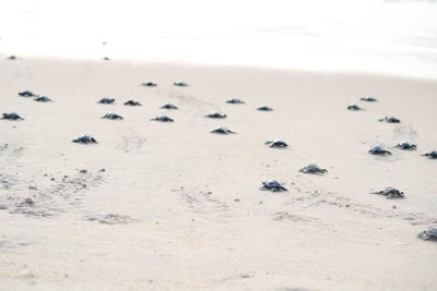 High angle view of footprints on sand at beach