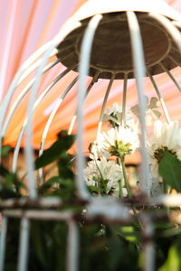 Close-up of white flowering plant