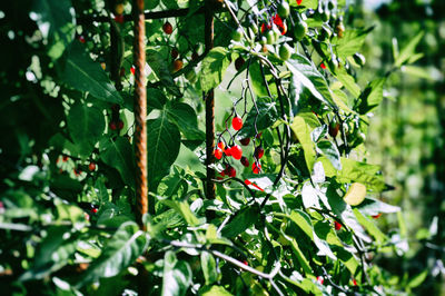 Close-up of red berries growing on tree