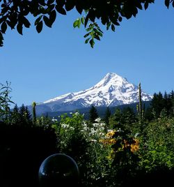 Scenic view of tree by mountains against blue sky