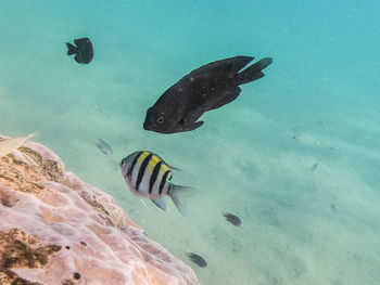 Fish swimming in sea