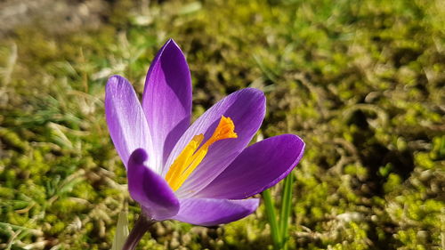 Close-up of purple crocus flower on field