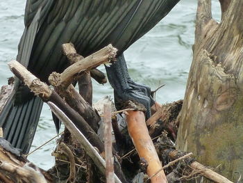 Close-up of lizard on tree trunk