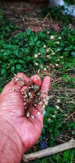 Close-up of hand holding plant