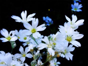 Close-up of white flowers