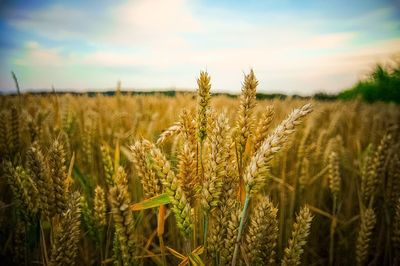 View of wheat field against sky