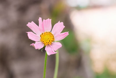 Close-up of pink cosmos flower